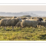 Les moutons d'estran dans la brume