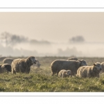 Les moutons d'estran dans la brume