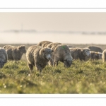 Les moutons d'estran dans la brume