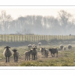 Les moutons d'estran dans la brume