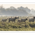 Les moutons d'estran dans la brume