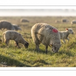 Les moutons d'estran dans la brume