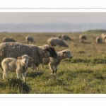 Les moutons d'estran dans la brume