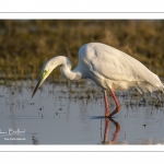 Grande Aigrette (Ardea alba - Great Egret)