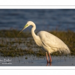 Grande Aigrette (Ardea alba - Great Egret)