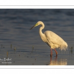 Grande Aigrette (Ardea alba - Great Egret)