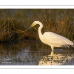 Grande Aigrette (Ardea alba - Great Egret)