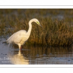 Grande Aigrette (Ardea alba - Great Egret)