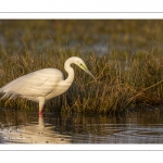 Grande Aigrette (Ardea alba - Great Egret)