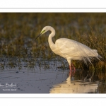 Grande Aigrette (Ardea alba - Great Egret)