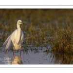 Grande Aigrette (Ardea alba - Great Egret)