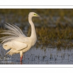 Grande Aigrette (Ardea alba - Great Egret)