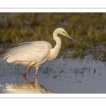 Grande Aigrette (Ardea alba - Great Egret)