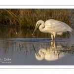 Grande Aigrette (Ardea alba - Great Egret)