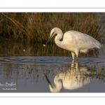 Grande Aigrette (Ardea alba - Great Egret)