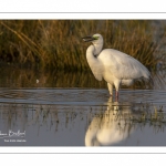 Grande Aigrette (Ardea alba - Great Egret)