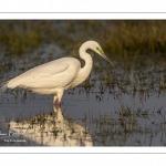 Grande Aigrette (Ardea alba - Great Egret)