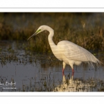 Grande Aigrette (Ardea alba - Great Egret)