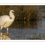 Grande Aigrette (Ardea alba - Great Egret)