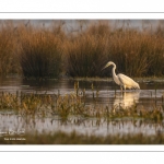 Grande Aigrette (Ardea alba - Great Egret)