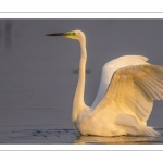 Grande Aigrette (Ardea alba - Great Egret)