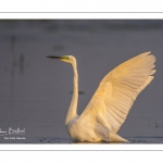 Grande Aigrette (Ardea alba - Great Egret)