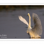 Grande Aigrette (Ardea alba - Great Egret)