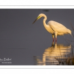 Grande Aigrette (Ardea alba - Great Egret)