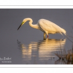 Grande Aigrette (Ardea alba - Great Egret)