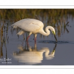 Grande Aigrette (Ardea alba - Great Egret)