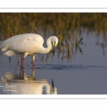 Grande Aigrette (Ardea alba - Great Egret)