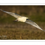 Grande Aigrette (Ardea alba - Great Egret)