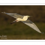 Grande Aigrette (Ardea alba - Great Egret)