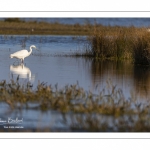 Grande Aigrette (Ardea alba - Great Egret)