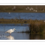 Grande Aigrette (Ardea alba - Great Egret)