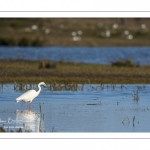 Grande Aigrette (Ardea alba - Great Egret)