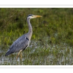 Héron cendré (Ardea cinerea - Grey Heron)