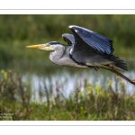 Héron cendré (Ardea cinerea - Grey Heron)
