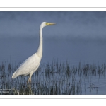 Grande Aigrette (Ardea alba - Great Egret)
