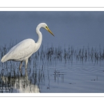 Grande Aigrette (Ardea alba - Great Egret)