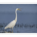 Grande Aigrette (Ardea alba - Great Egret)
