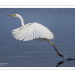 Grande Aigrette (Ardea alba - Great Egret)