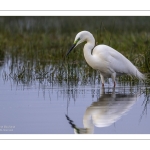 Grande Aigrette (Ardea alba - Great Egret)