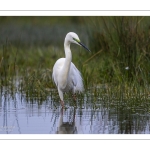 Grande Aigrette (Ardea alba - Great Egret)