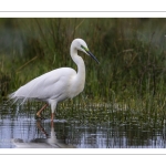 Grande Aigrette (Ardea alba - Great Egret)