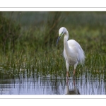 Grande Aigrette (Ardea alba - Great Egret)
