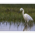 Grande Aigrette (Ardea alba - Great Egret)