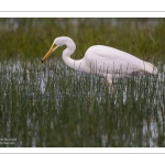 Grande Aigrette (Ardea alba - Great Egret)