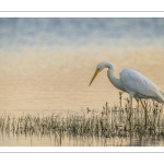 Grande Aigrette (Ardea alba - Great Egret)
