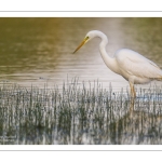 Grande Aigrette (Ardea alba - Great Egret)